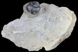 Detailed Gerastos Trilobite Fossil - Morocco #145763-1